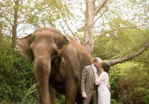 couple-with-asian-elephant
